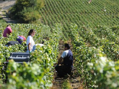 viticulture-vigne-vendange
